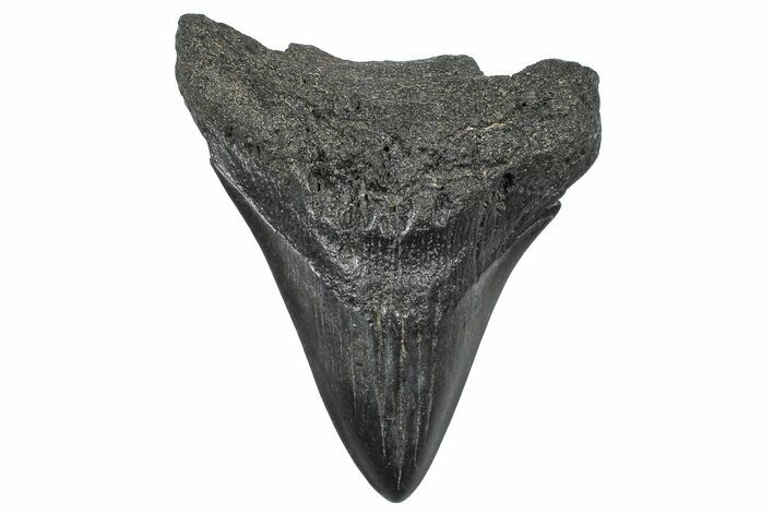 Bargain, Juvenile Megalodon Tooth - South Carolina #362491